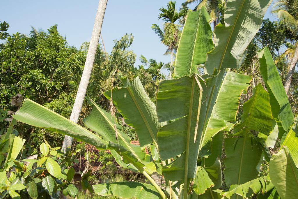 Garden Inn Mirissa Extérieur photo